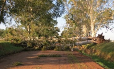 ARBOLES CAIDOS Y SILOS VOLADOS POR EL FUERTE VIENTO EN LA ZONA RURAL