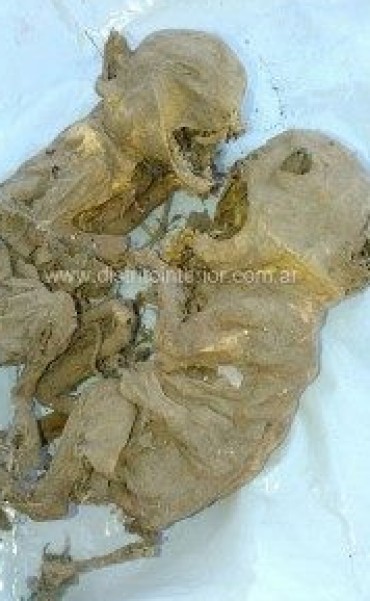 HALLARON EXTRAÑOS CUERPOS MOMIFICADOS EN EL CIELORRASO DE UNA VIVIENDA DE CARLOS TEJEDOR