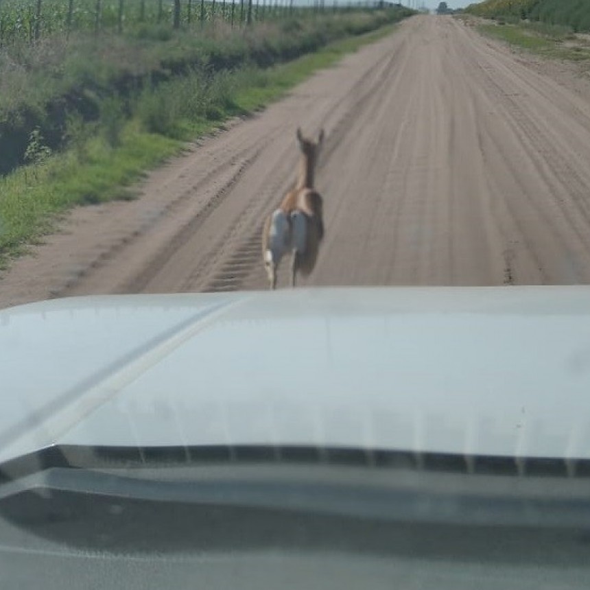 ENCUENTRAN UN CIERVO EN UN CAMINO DE LA COLONIA 17
