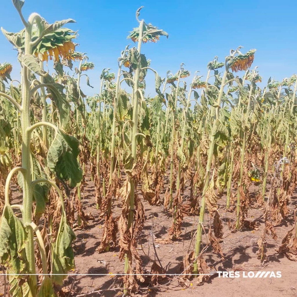 PEDIDO DE DECLARACIÓN DE EMERGENCIA Y/O DESASTRE AGROPECUARIO