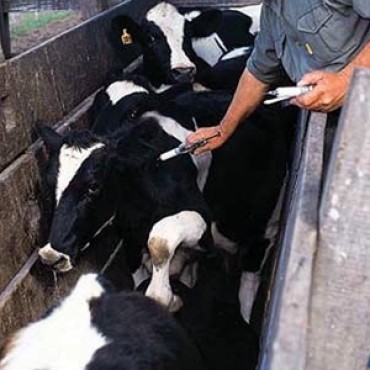 LA VACUNACION CONTRA LA AFTOSA COMIENZA EL 5 DE MARZO