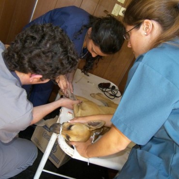 REALIZARAN CASTRACIONES DE MASCOTAS EN EL BARRIO SAN CAYETANO