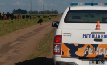 EL COMANDO DE PREVENCION RURAL LABRO INFRACCIONES E INTERDICTO ANIMALES VACUNOS, PORCINOS Y EQUINOS