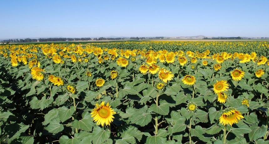 CRECIO LA SUPERFICIE SEMBRADA DE LOS CULTIVOS DE GRUESA EN LA PROVINCIA DE BUENOS AIRES