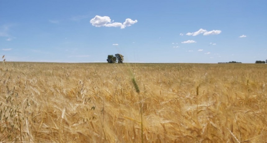 EL MINISTERIO DE DESARROLLO AGRARIO REGISTRÓ DOS NUEVAS VARIEDADES DE TRIGO CANDEAL