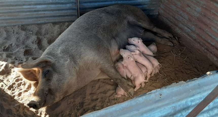 CLUSTER PORCINO: INSEMINACIÓN ARTIFICIAL