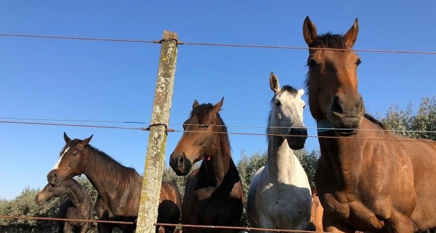SENASA: DECLARACIÓN DE EXISTENCIAS NO BOVINAS EN LA CAMPAÑA DE VACUNACIÓN ANTIAFTOSA