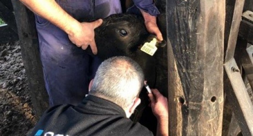 SENASA: CONSULTA PÚBLICA PARA ACTUALIZAR LA VIGILANCIA Y NOTIFICACIÓN DE ENFERMEDADES ANIMALES