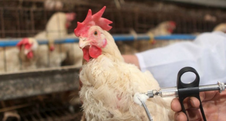 LA PROVINCIA EMITE RECOMENDACIONES FRENTE A LA CONFIRMACIÓN DE LOS PRIMEROS CASOS DE GRIPE AVIAR EN AVES SILVESTRES Y DE TRASPATIO EN EL TERRITORIO BONAERENSE