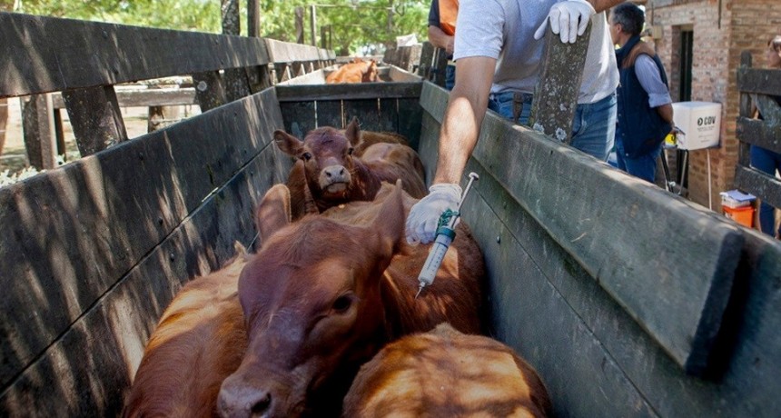 Comienza la campaña de vacunación contra la fiebre aftosa