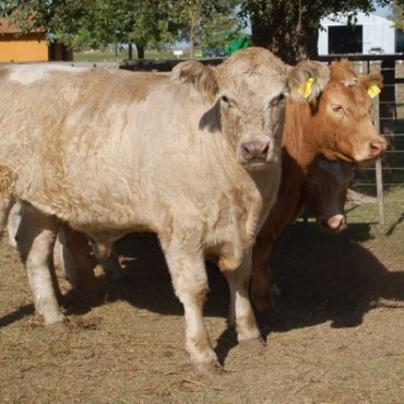 UN EJEMPLAR DE OMAR VOLPI E HIJOS FUE ELEGIDO COMO MEJOR NOVILLO DEL CONCURSO