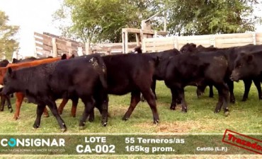  EN LA EXPO RURAL LA FIRMA CONSIGNAR S.A. BRINDARA UN REMATE POR PANTALLA