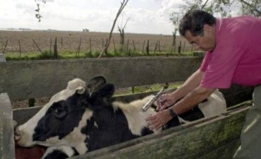 COMENZÓ UNA NUEVA VACUNACIÓN CONTRA LA FIEBRE AFTOSA