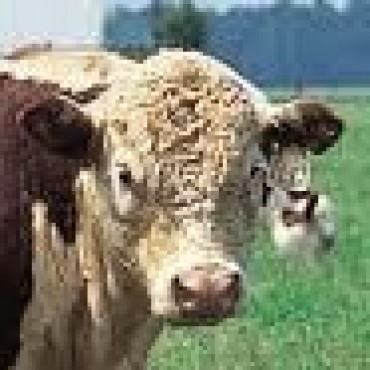 EXPO RURAL: EL MEJOR NOVILLO DE LA EXPOSICION FUE DE LUIS BELTRAME