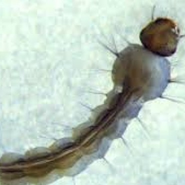 ENCONTRARON UNA LARVA DE MOSQUITO AEDES AEGYPTI