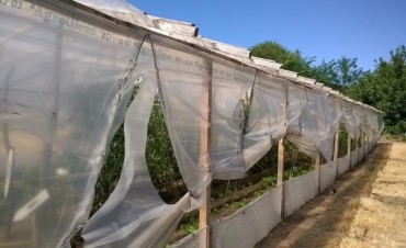 ROMPIERON EL INVERNACULO Y DAÑARON PLANTAS