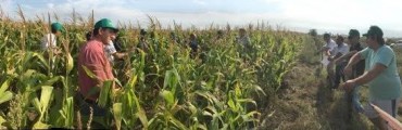 EL SEMILLERO ZACCARDI RECORRIO CULTIVOS DE MAIZ EN EL DISTRITO