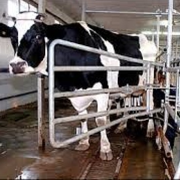 COMUNICADO DE MANA SOBRE LA PRODUCCION LECHERA: 