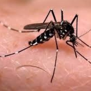 ENCONTRARON HUEVOS AEDES AEGYPTI EN GARRE