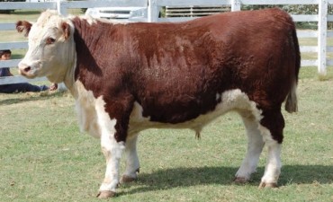 EXPO RURAL - LUIS BELTRAME SE QUEDO OTRA VEZ CON EL PREMIO AL MEJOR NOVILLO DEL CONCURSO