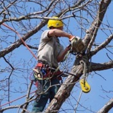 ESTA PROHIBIDA LA PODA DEL ARBOLADO URBANO SIN AUTORIZACION DEL MUNICIPIO