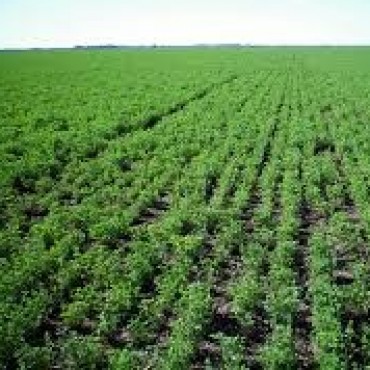 JORNADA DE ALFALFA PARA GRUPOS DE CAMBIO RURAL II