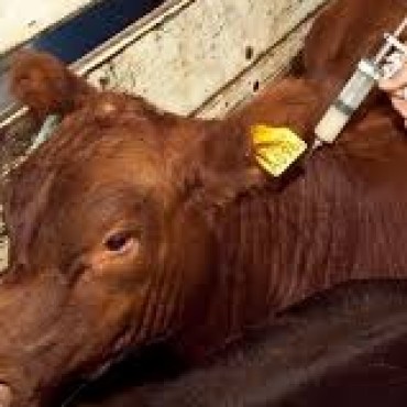 PRIMERA CAMPAÑA DE VACUNACION DE 2017 CONTRA LA FIEBRE AFTOSA