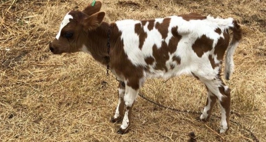 PREOCUPAN ROBOS REITERADOS EN UN MISMO CAMPO