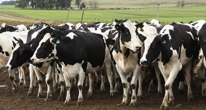 SENASA: RESPUESTA A PREGUNTAS FRECUENTES SOBRE ACTUALIZACIÓN  DEL PLAN NACIONAL DE BRUCELOSIS BOVINA