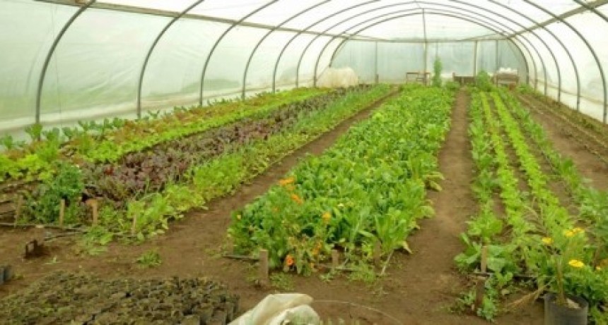 EL TECHO DEL INVERNADERO DEL VIVERO MUNICIPAL SUFRIÓ IMPORTANTES DAÑOS