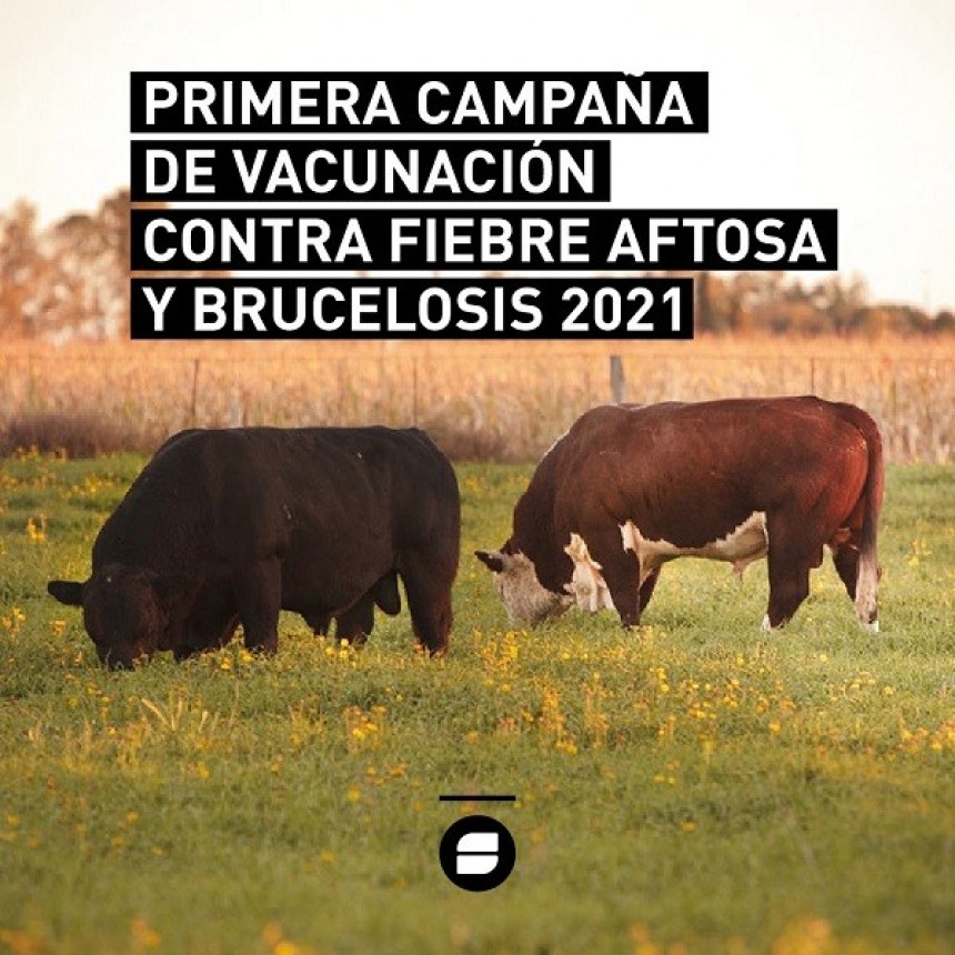 SENASA - AFTOSA: MÁS DE 30 MILLONES DE BOVINOS VACUNADOS EN LA SEGUNDA CAMPAÑA DE 2020