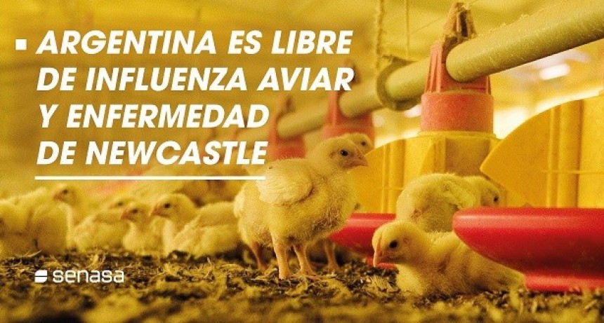SENASA - SANIDAD AVIAR: LA IMPORTANCIA DE INFORMAR SOSPECHAS DE ENFERMEDADES