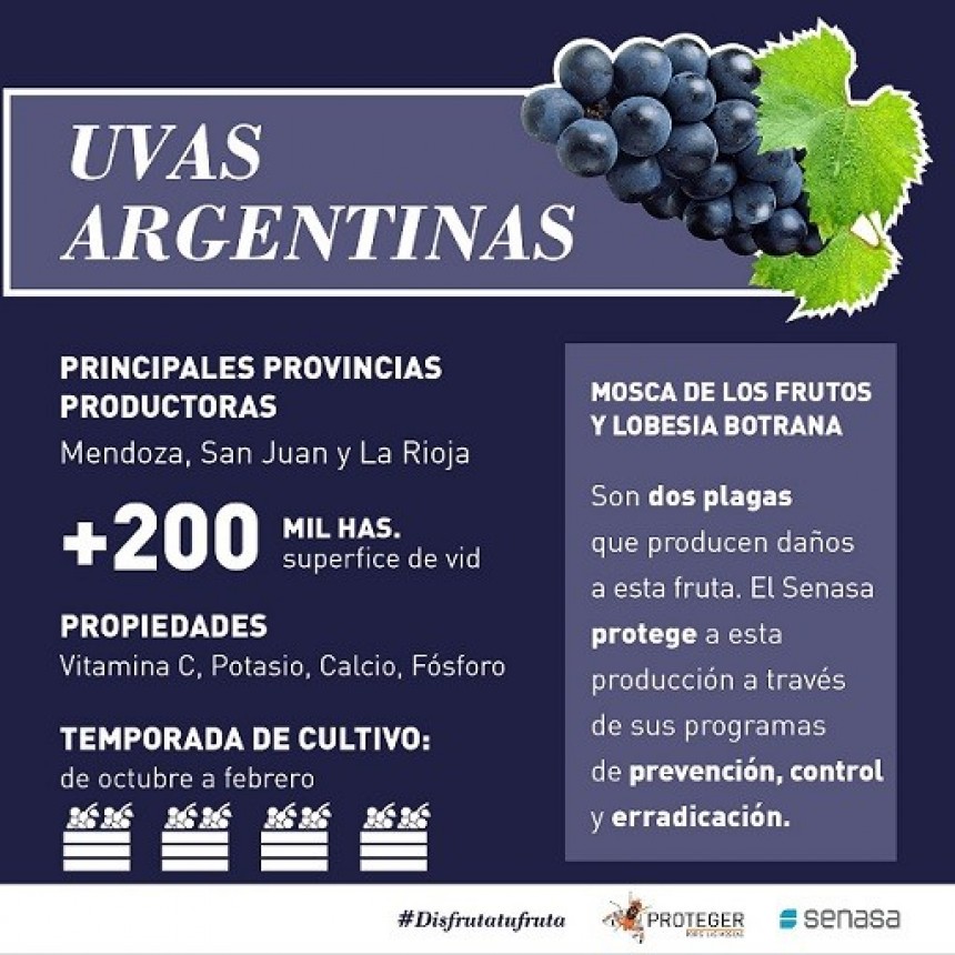 SENASA - UVA DE MESA: UNA GOLOSINA NATURAL Y SALUDABLE DE PRODUCCIÓN NACIONAL