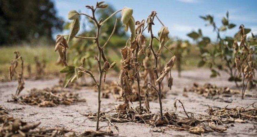 EMERGENCIA AGROPECUARIA PARA PRODUCTORES DE TRES LOMAS