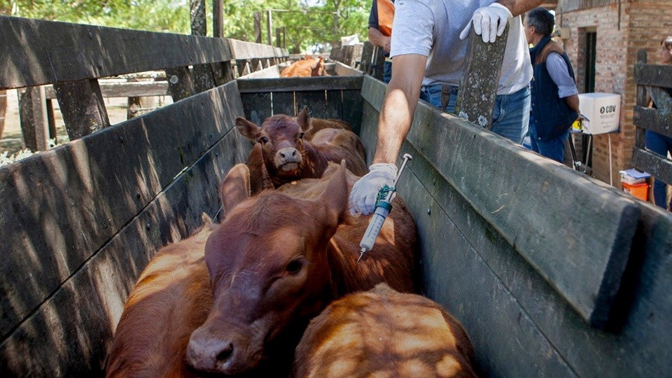 COMENZÓ LA VACUNACIÓN CONTRA LA FIEBRE AFTOSA