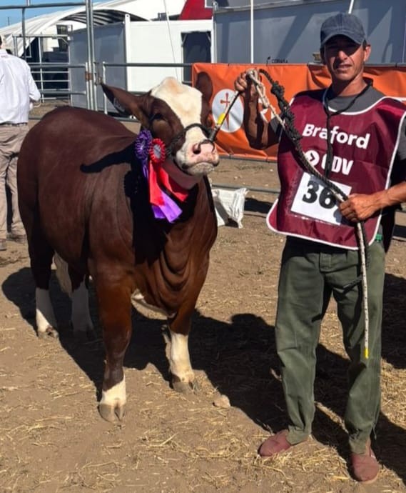 LA VACUNACION CONTRA LA AFTOSA COMIENZA EL 5 DE MARZO