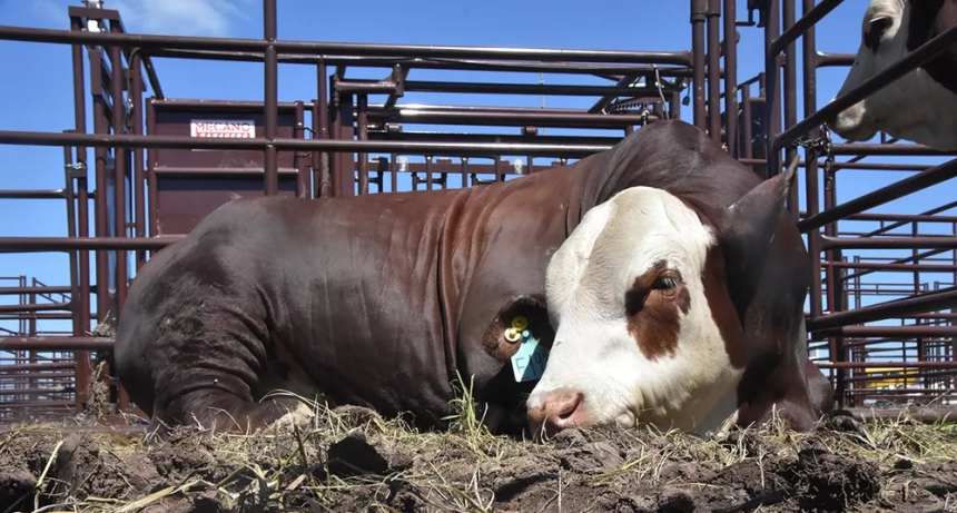 Dura reacci&oacute;n del campo bonaerense a la desregulaci&oacute;n en la vacunaci&oacute;n contra la aftosa