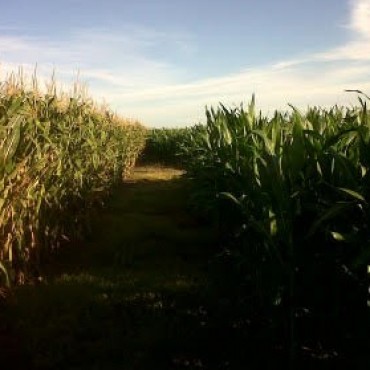 EL INTA ORGANIZA EN SALLIQUELO UNA RECORRIDA POR ENSAYOS DE MAIZ