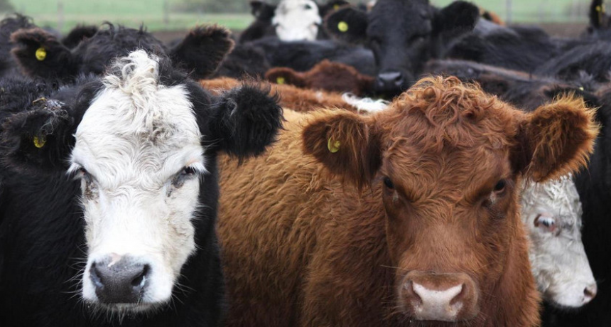 BRUCELOSIS BOVINA: POR QUÉ CUMPLIR CON LA DETERMINACIÓN OBLIGATORIA DE ESTATUS