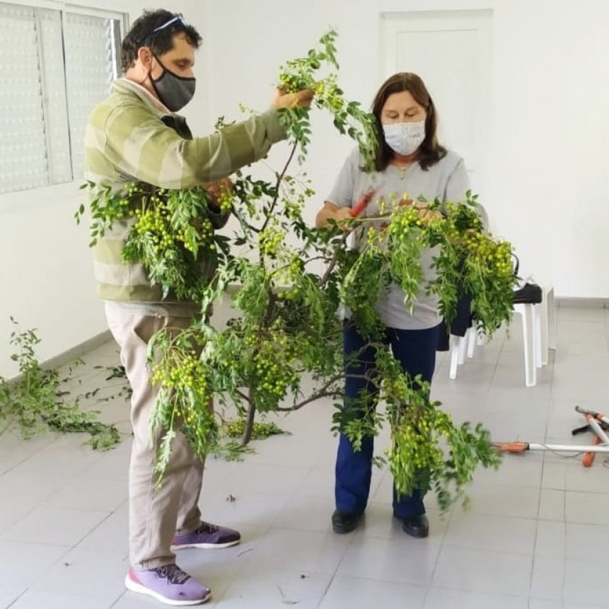 CURSO DE PODA DE ÁRBOLES ORNAMENTALES