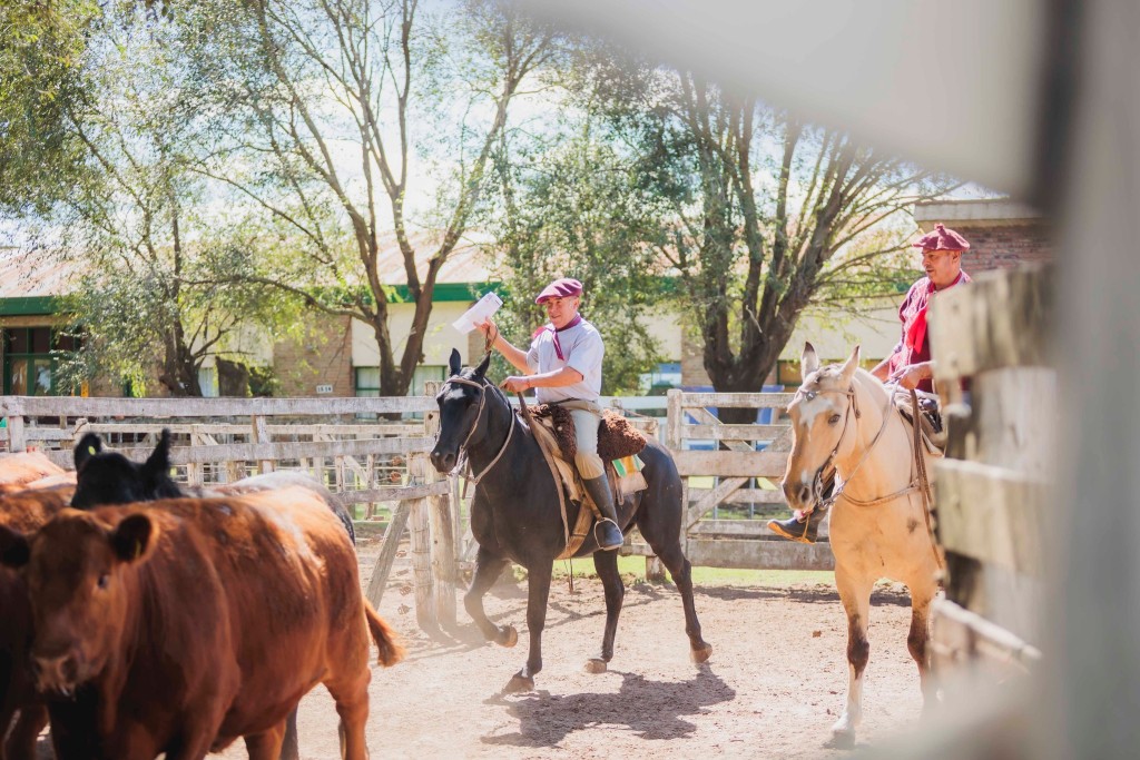 Se realiz&oacute; la admisi&oacute;n de animales para el 40&deg; Concurso de Novillo y Vaquillona