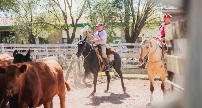 Se realiz&oacute; la admisi&oacute;n de animales para el 40&deg; Concurso de Novillo y Vaquillona