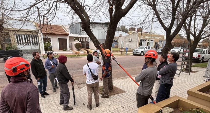 En mayo comienza la temporada de poda: siempre se debe solicitar autorizaci&oacute;n previa