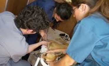 CASTRACIONES EN BROMATOLOGIA