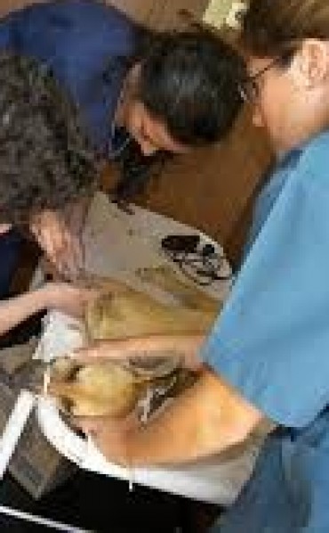 HOY SE REALIZAN CASTRACIONES GRATUITAS 