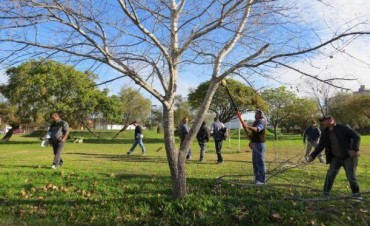 BUSCAN MEJORAR LA PODA DE ARBOLADO URBANO
