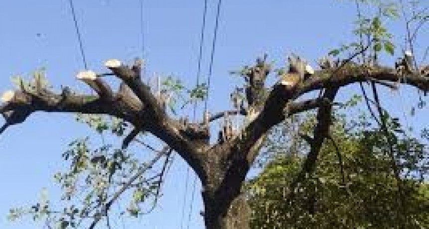 ESTA PROHIBIDO REALIZAR TAREAS PARTICULARES DE PODA EN EL ARBOLADO URBANO