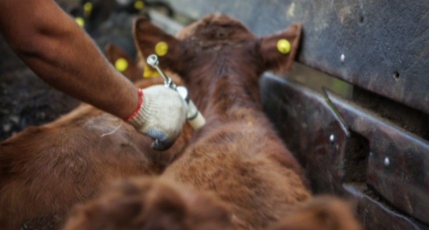 SE EXTIENDE POR 30 DÍAS LA CAMPAÑA DE VACUNACIÓN CONTRA LA FIEBRE AFTOSA