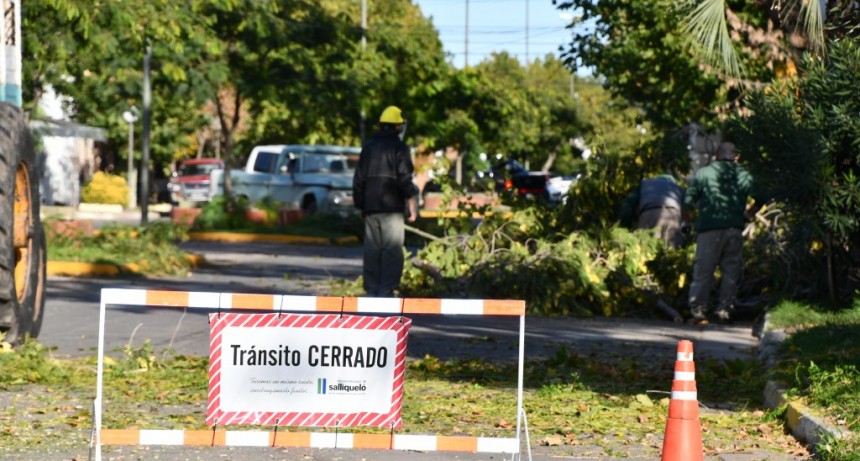 COMENZARON LAS TAREAS DE PODA