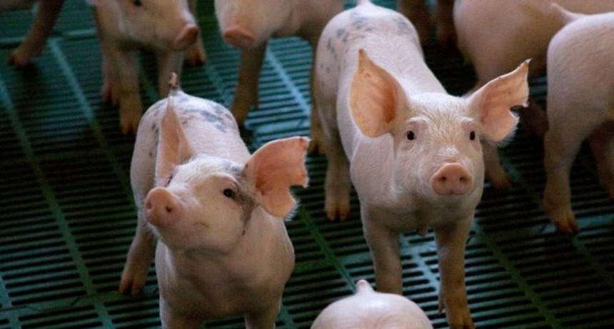 BROMATOLOGÍA RECUERDA LA IMPORTANCIA DE REALIZAR LOS ANÁLISIS DE TRIQUINOSIS